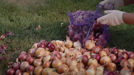 Woman-puts-onion-crop-in-bag