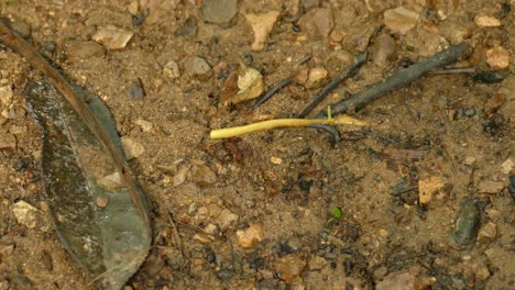 Blattschneiderameise,-Die-Getrocknetes,-Aufgerolltes-Gelbes-Blatt-über-Den-Boden-Trägt