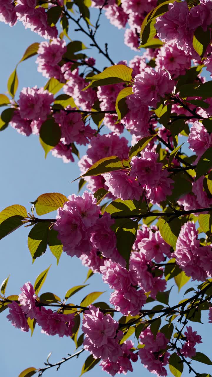 Video da un’angolazione bassa di vivaci fiori di ciliegio rosa su un cielo azzurro terso, che cattura l’essenza
