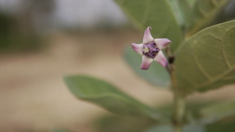 Close-up-of-single-flower-of-crown-flower,-Calotropis-gigantea