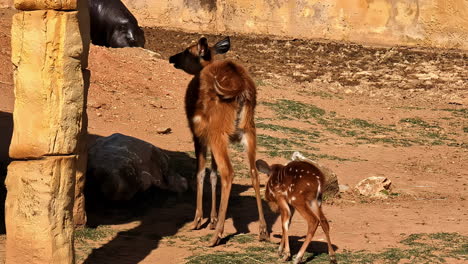 view behind female sitatunga and its calf watching foraging pygmy hippo approaching