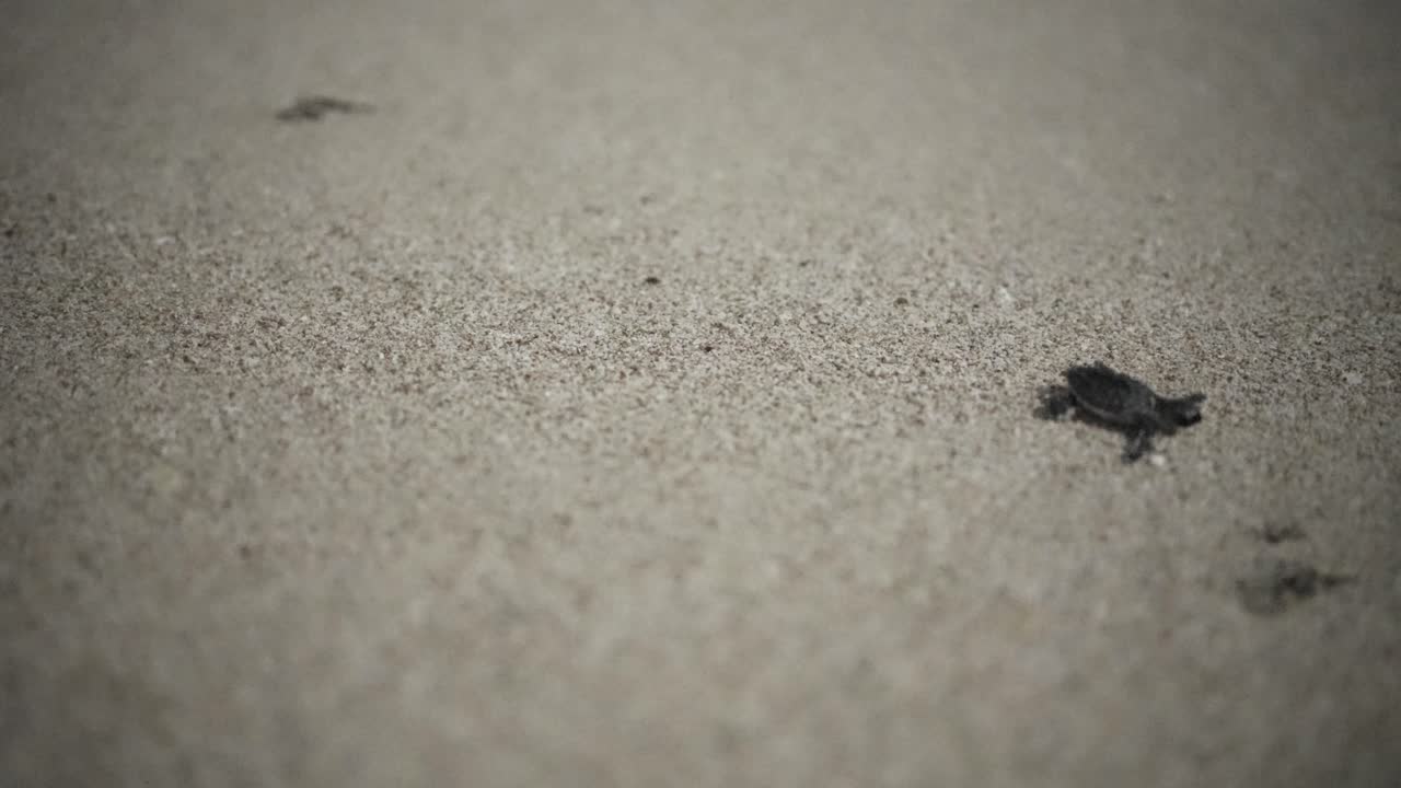 호크스빌 새끼 거북이가 바다를 향해 급속히 움직여 밤의 파도 카타르 관광 해변 모험이 시작됩니다 여행 바다 새로운 삶이 나타납니다 생존 이야기 탐험은 이란에서 시작됩니다 멋진 풍경 두바이