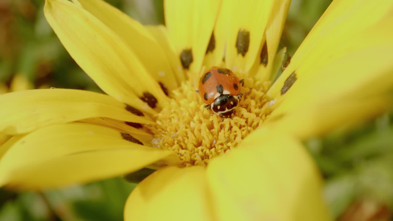 la mariposa explora una flor amarilla vibrante en un jardín en flor