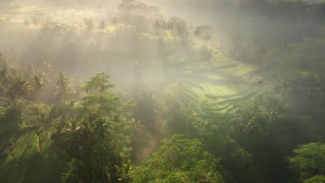 epic foggy landscape tropical rain forest jungle and rice fields in ubud, bali, indonesia located 4k aerial view during sunset, remote agricultural land