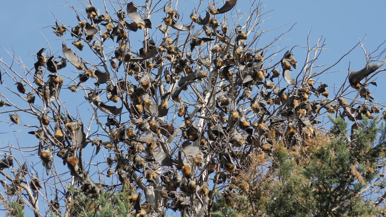 화창한 날에 날아다니는 여우로 가득 찬 사이프러스 나무, 슬로우 모션