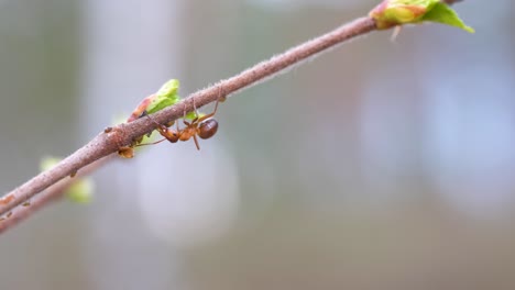 an ant crawls on a tree branch. blurred background.