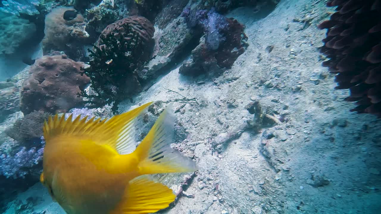 Lille gul svovldamsel svømmer ved lyserødt koralrev i Koh Lipe, Thailand