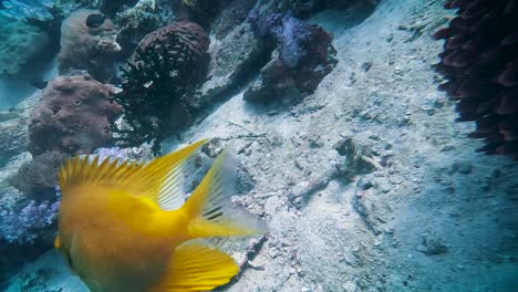 Pequeño-Pez-Damisela-De-Azufre-Amarillo-Nadando-En-El-Arrecife-De-Coral-Rosa-En-Koh-Lipe-Tailandia