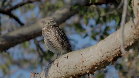 burrowing owl perched on tree branch, turning slightly in palm beach, florida habitat, medium establishing head scans