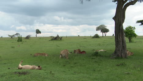 Afrikanisches-Löwenrudel,-Weibchen,-Die-Vorsichtig-Einige-Reste-Eines-Kadavers-Nehmen,-Masai-Mara,-Kenia