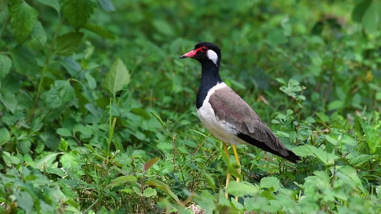 el avefría de barbas rojas es una de las aves más comunes de tailandia