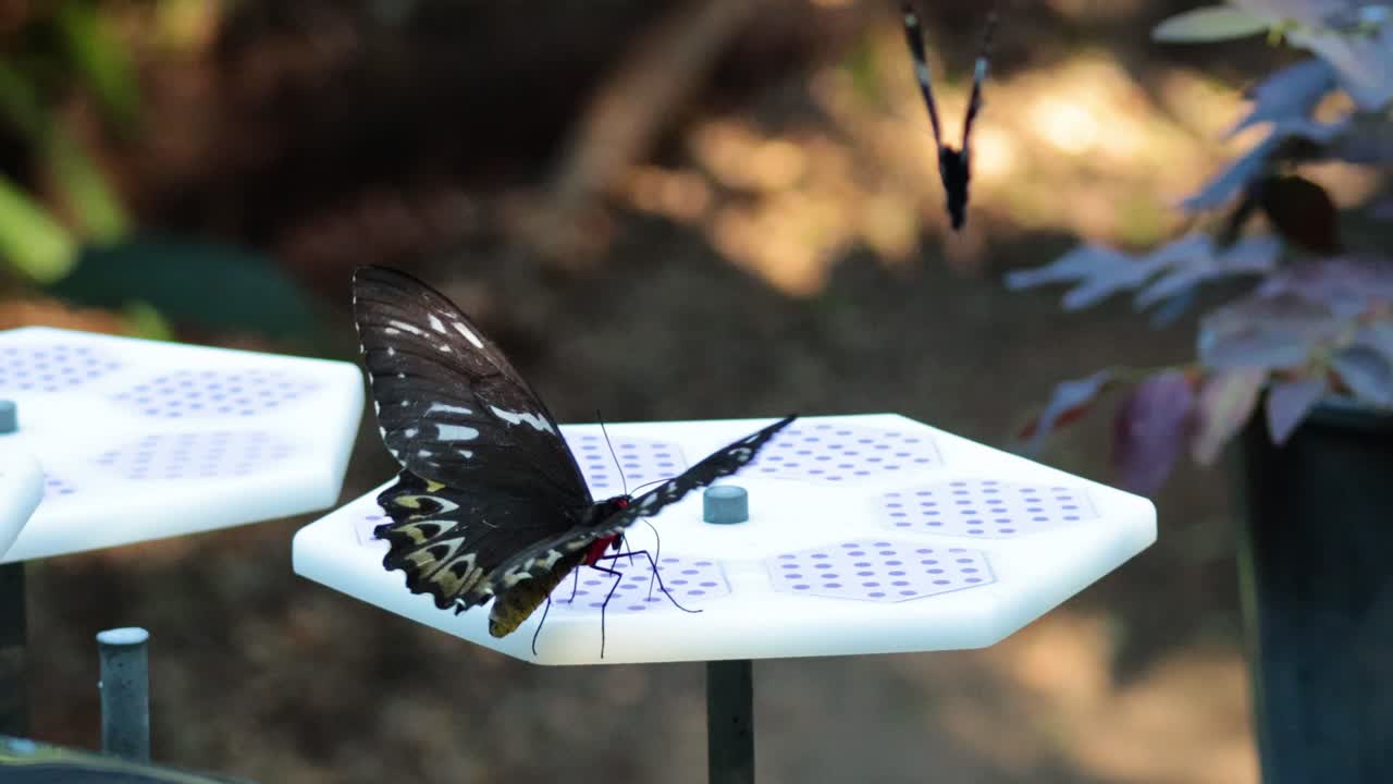 Farfalla che si nutre su una piattaforma nello Zoo di Melbourne