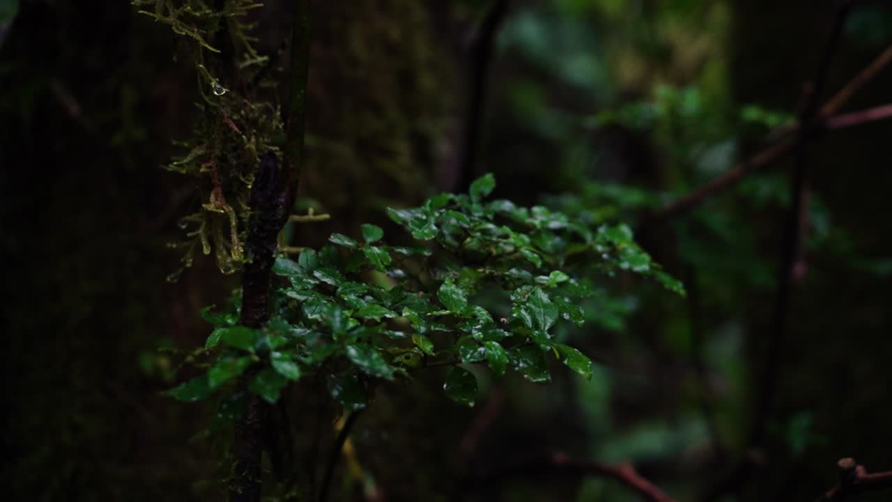 Focused close up wet fresh little leaves in branch of rainforest tree