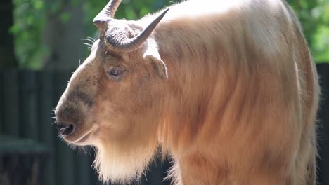 The Video Showcases a Goat with Striking Horns and Beard in a Zoo. This video shows a striking goat with notable horns and beard in a zoo, confidently near a fence, and a bull with impressive horns