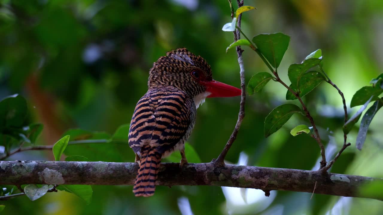 Seen from its back perched on a branch then steps and faces to the right, Banded Kingfisher Lacedo pulchella, Female, Thailand