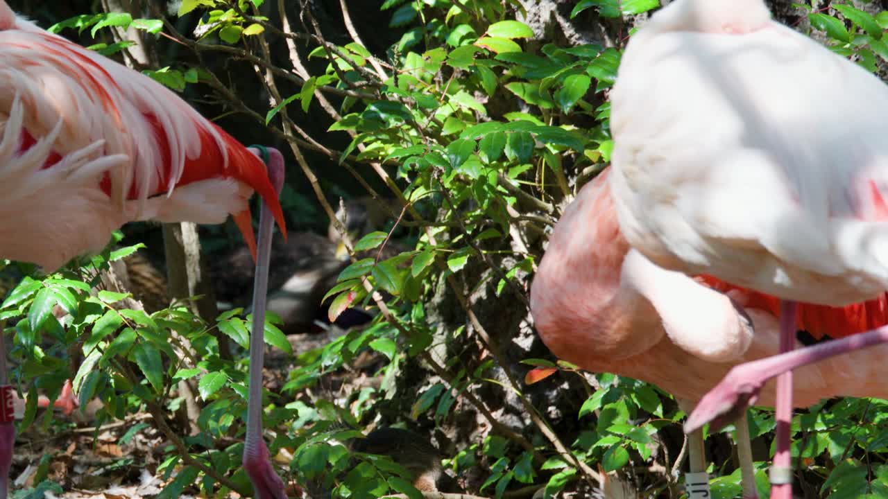Greater flamingos feed and move among green foliage in bright, natural sunlight, shallow wetland setting