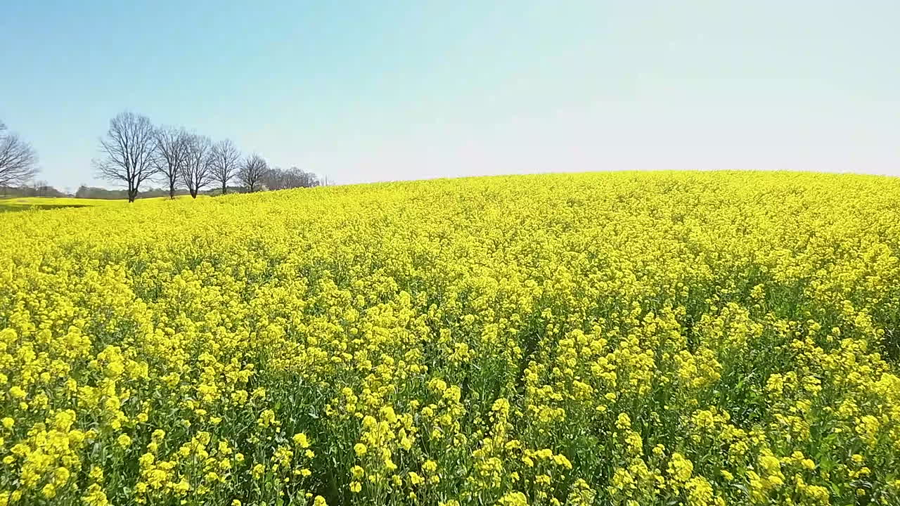 은 파란 하늘 아래 광활 한 노란색 라프시드  의 공중 풍경