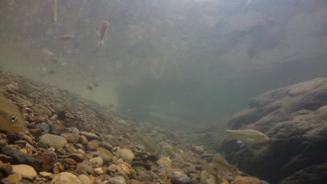 El-Parque-Nacional-Kaeng-Krachan-Es-El-Hogar-De-Muchos-Animales-Salvajes-Fantásticos-Y-Los-Arroyos-Son-Una-Fuente-De-Vida-De-Agua-Dulce-Para-Que-Los-Animales-Beban-Y-Los-Peces-Naden.