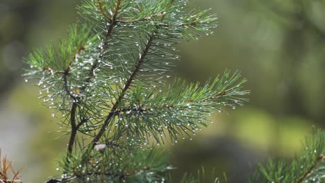 een close-up shot van de pijnboomtak op de onscherpe achtergrond