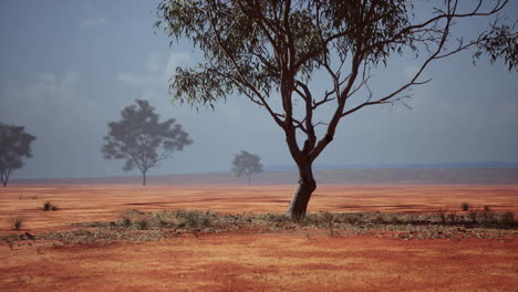 desert trees in plains of africa under clear sky and dry floor