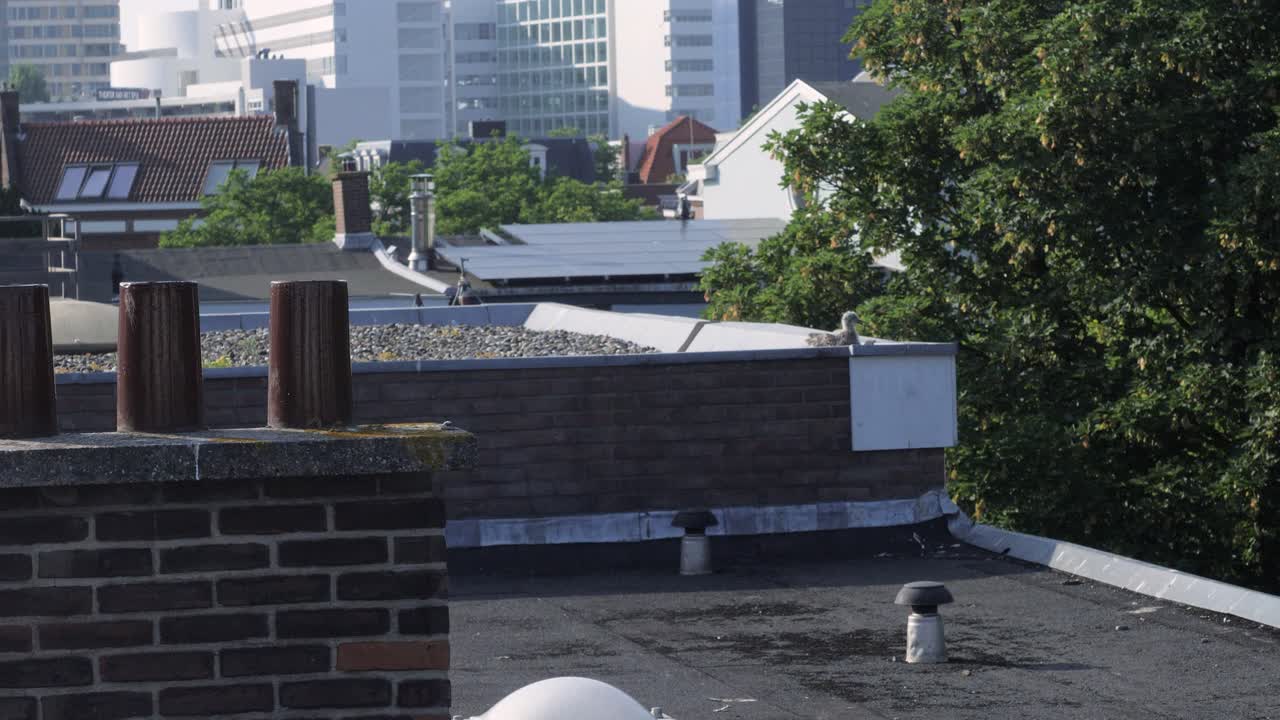 도시의 한 건물 옥상에서 부모를 기다리는 갈매기 새끼들의 도시화된 자연에 대한 보기 드문 통찰