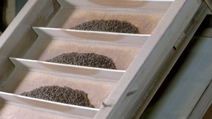 Industry process of segregating Black Pepper into different containers