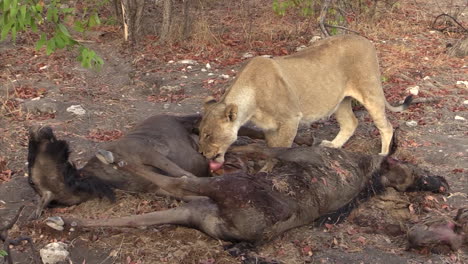 lioness licking belly of killed wildebeest, ready to break up the carcass