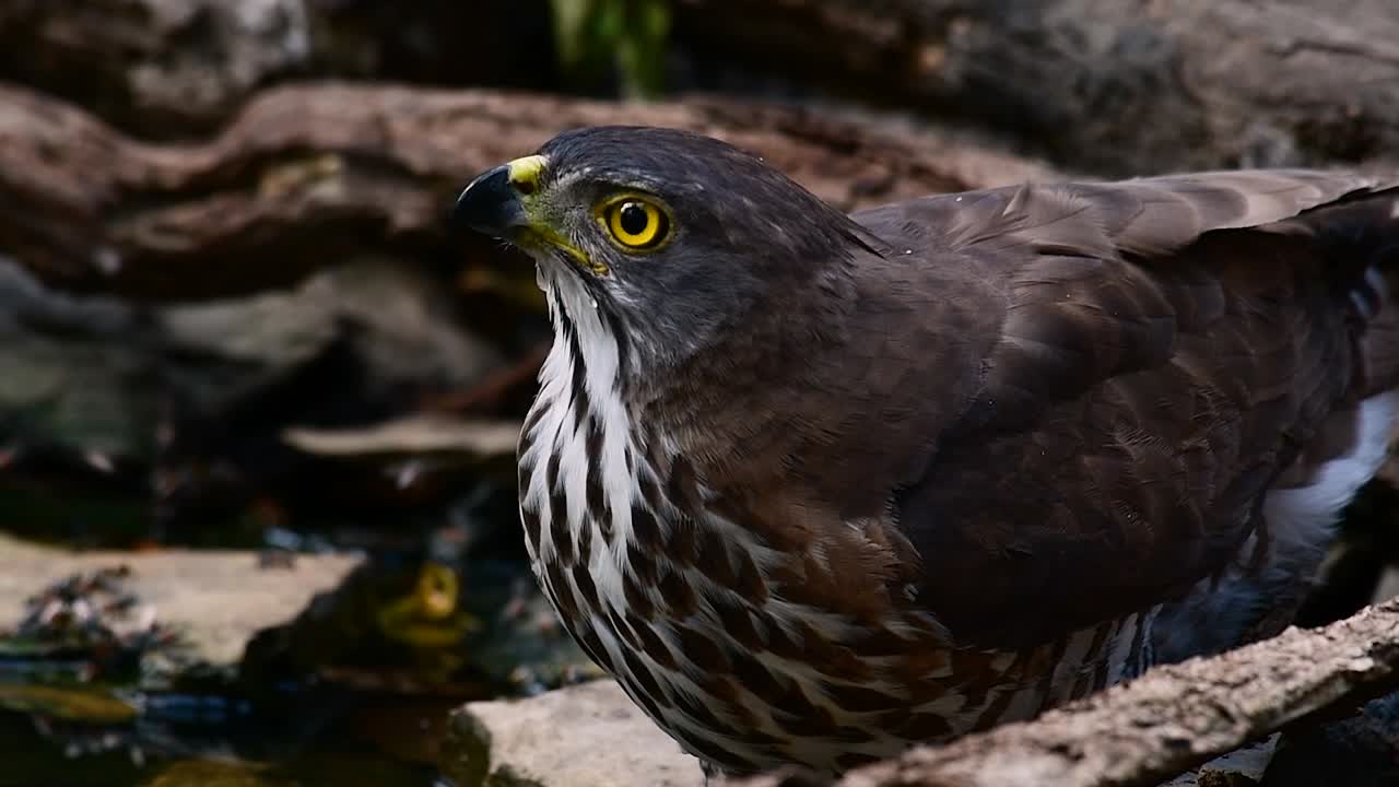 el azor crestado es una de las aves rapaces más comunes en asia y pertenece a la misma familia de águilas, aguiluchos