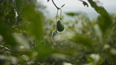 SLOW-MOTION-SHOT-OF-AVOCADO-FRUIT-IN-MICHOACAN