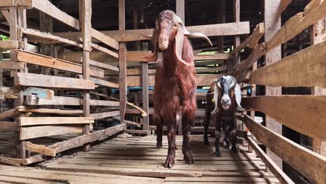 goats in a wooden farm enclosure