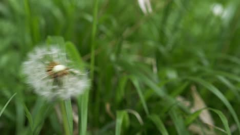 semillas de diente de león en la parte superior de la cabeza de la planta sopladas por la brisa durante la primavera, cerradas