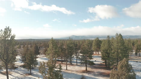 slow aerial slider shot over sparse evergreen scrubland usa