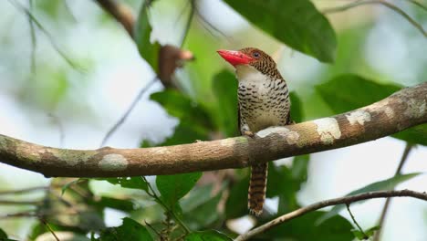 Sitzt-Auf-Einem-Nach-Links-Gerichteten-Ast-Und-Wendet-Dann-An-Einem-Schönen-Tag-Im-Wald-Den-Kopf-Nach-Rechts,-Gebänderter-Eisvogel-Lacedo-Pulchella,-Weib