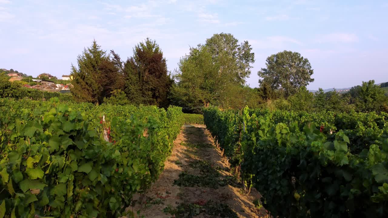 Bellissimo viaggio nelle verdi vigne delle Langhe, Asti Cuneo, Italia.