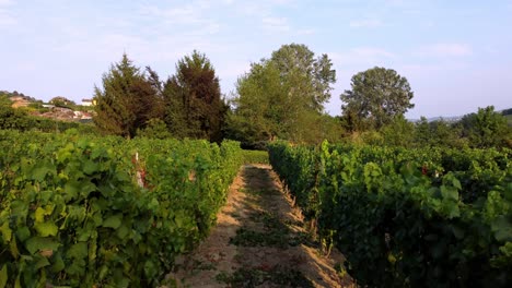 hermoso viaje en el viñedo de la zona verde de langhe, asti cuneo, italia