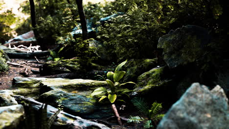 Bosque-Tropical-Verde-Con-Rayos-De-Luz