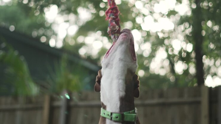 Un incrocio di Pitbull Terrier marrone e bianco mastica una corda appesa a un albero, con una recinzione di legno sullo sfondo.