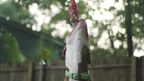 Brown-and-White-Pitbull-Terrier-Mix-Chews-on-Rope-Hanging-From-Tree-With-Wooden-Fence-in-Background