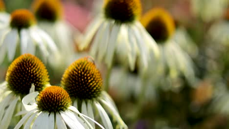 primer plano de las flores de equinácea en el jardín de cardiff