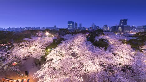 time-lapse of illuminated cherry blossom flowers over urban city at night