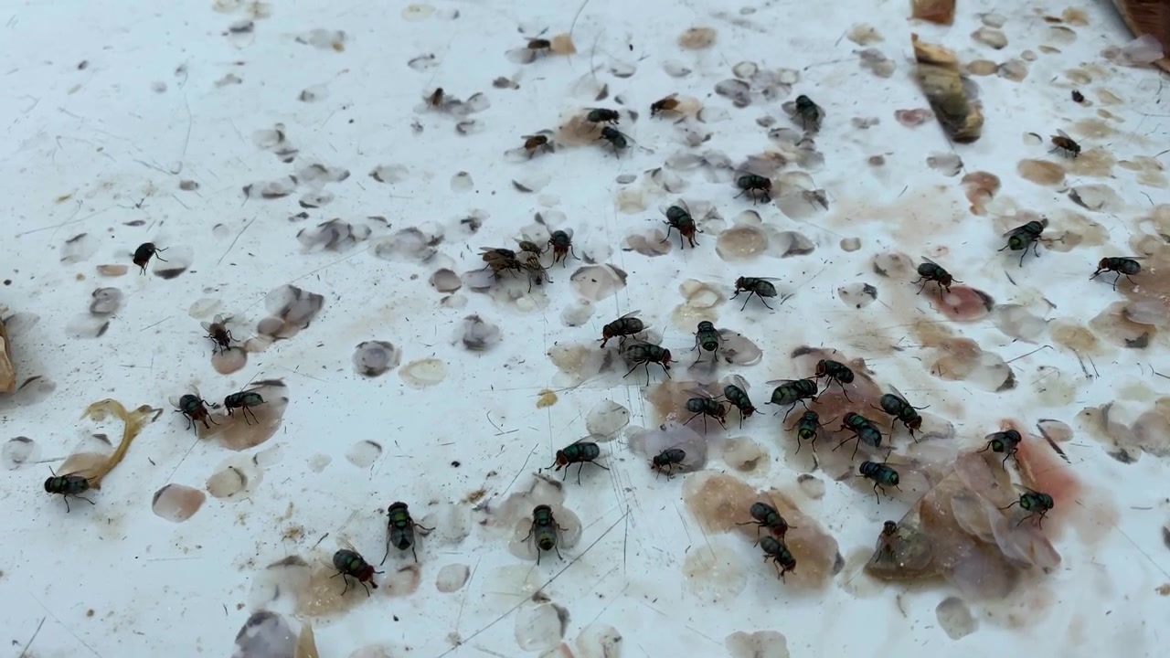 Scarti e deterioramento dei prodotti ittici creano un ambiente sporco per le mosche carnarie