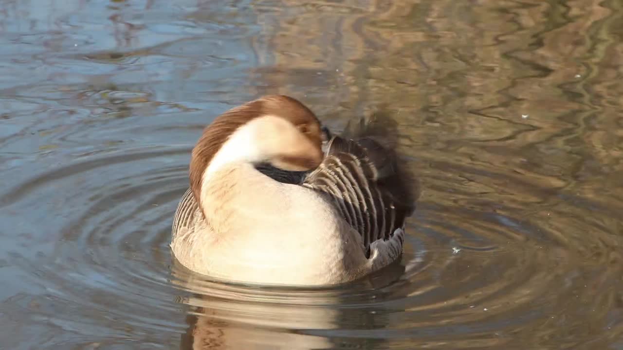 Un'oca cignoide, Anser cygnoid, che si pulisce le piume mentre galleggia su un lago. Inverno.