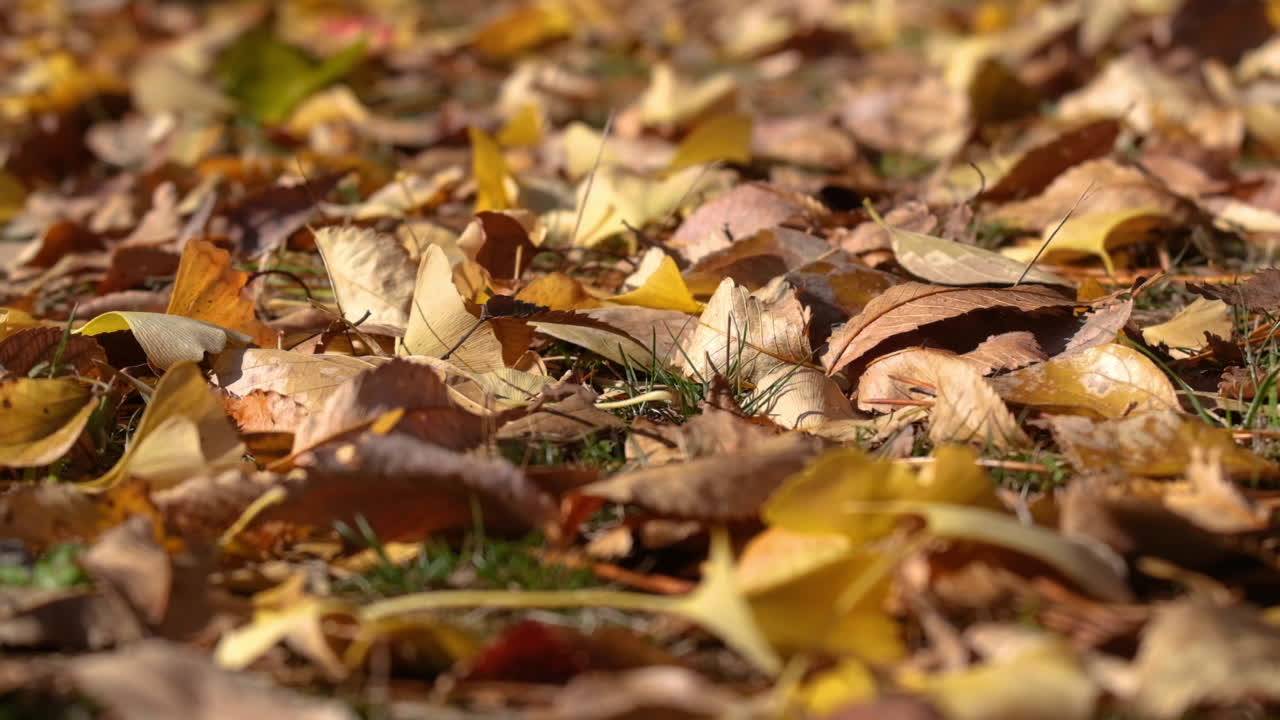 빨간 잎이 땅에 떨어지는 것