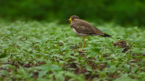 yellow-wattled-lapwing-mp4-.