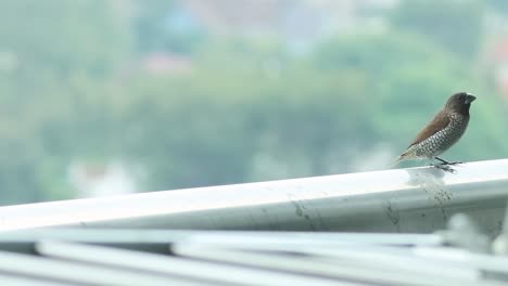 small bird perched on a metal railing