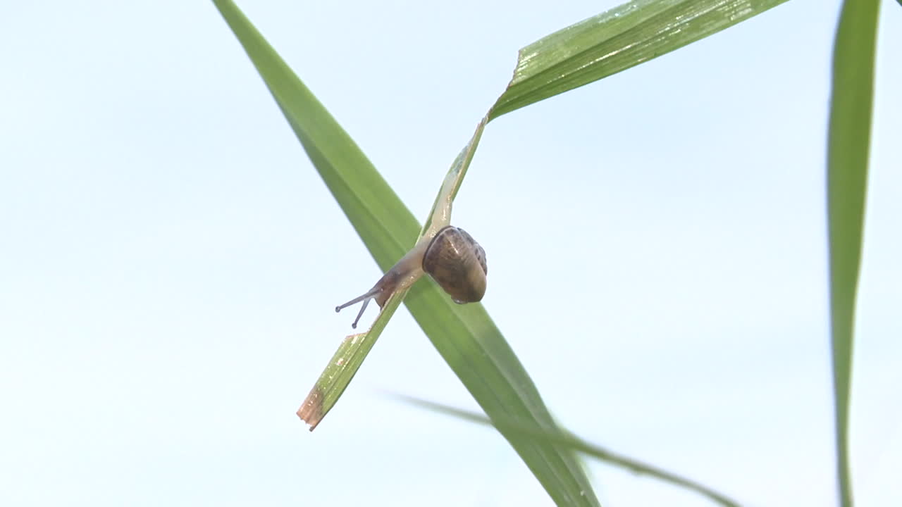 Snail on a blade of grass