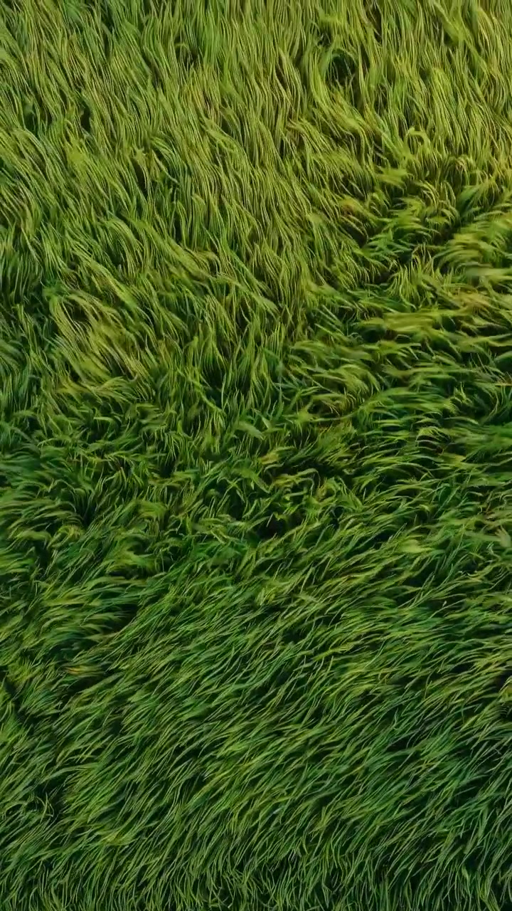 Vista aerea di una rigogliosa risaia verde che ondeggia al vento