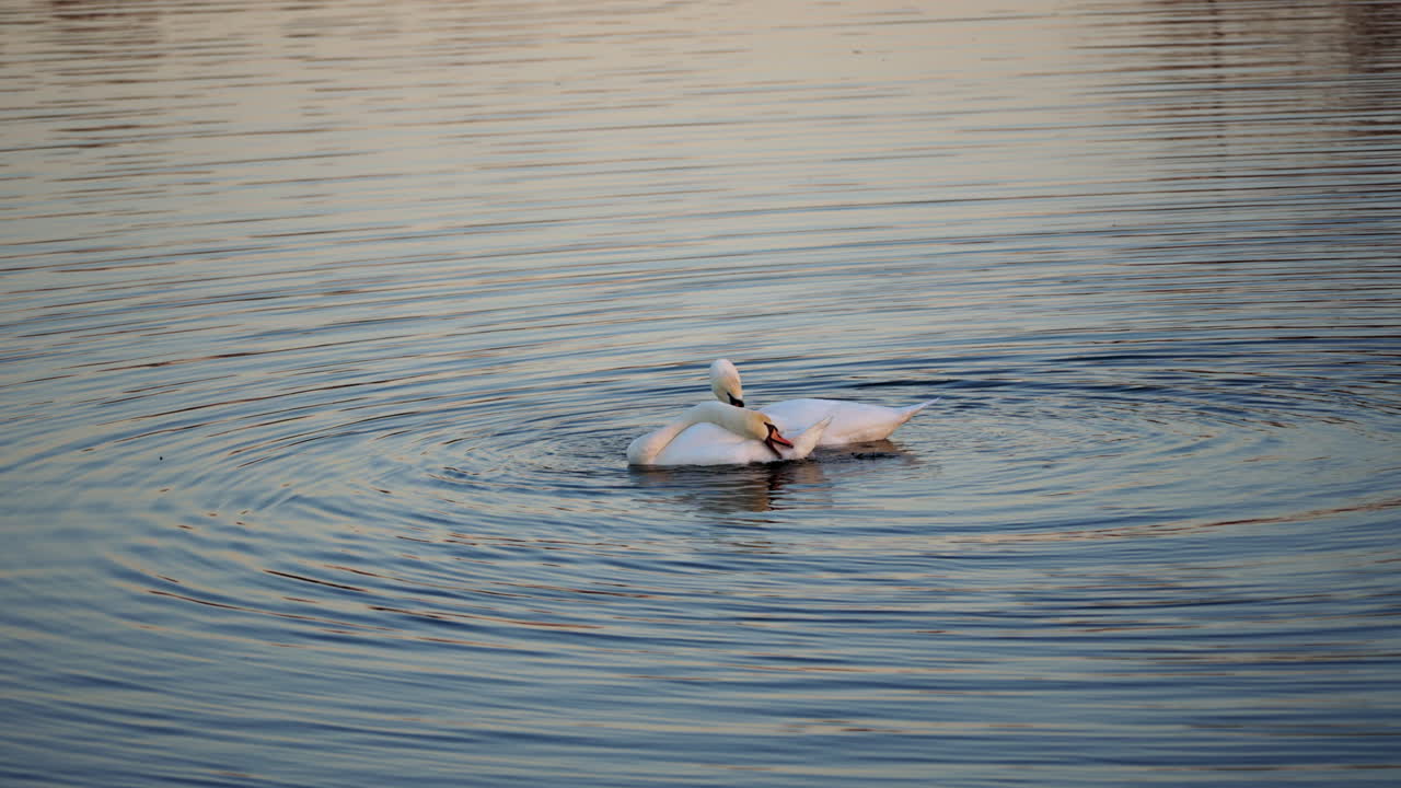 Slow-motion footage of swans executing a mirrored courtship ritual in the early spring.