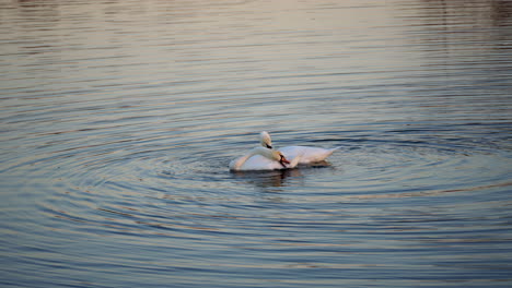 slow-motion footage of swans executing a mirrored courtship ritual in the early spring.