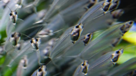 shoal of glass fish